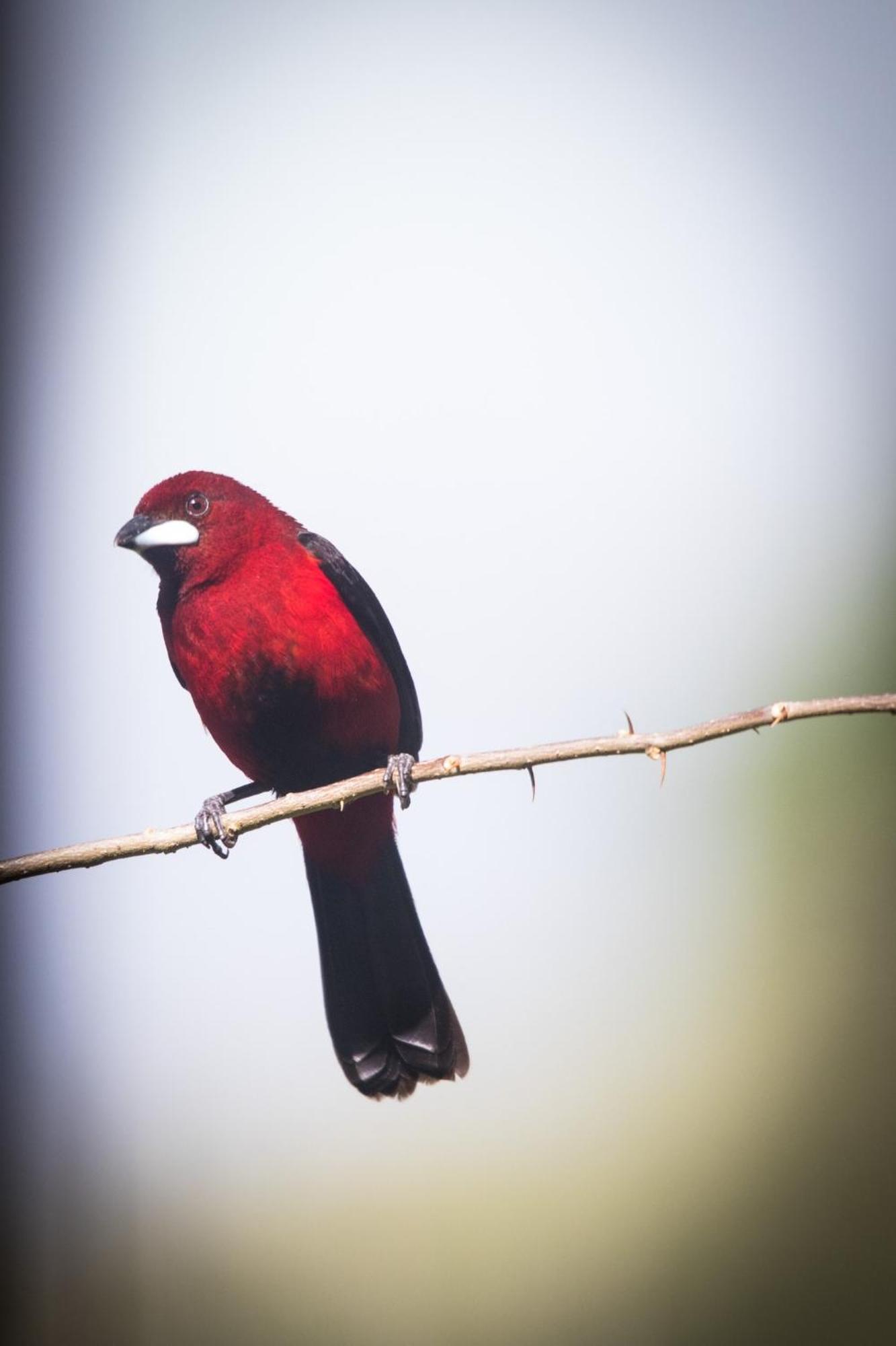 El Valle De Anton La Chachalaca Экстерьер фото