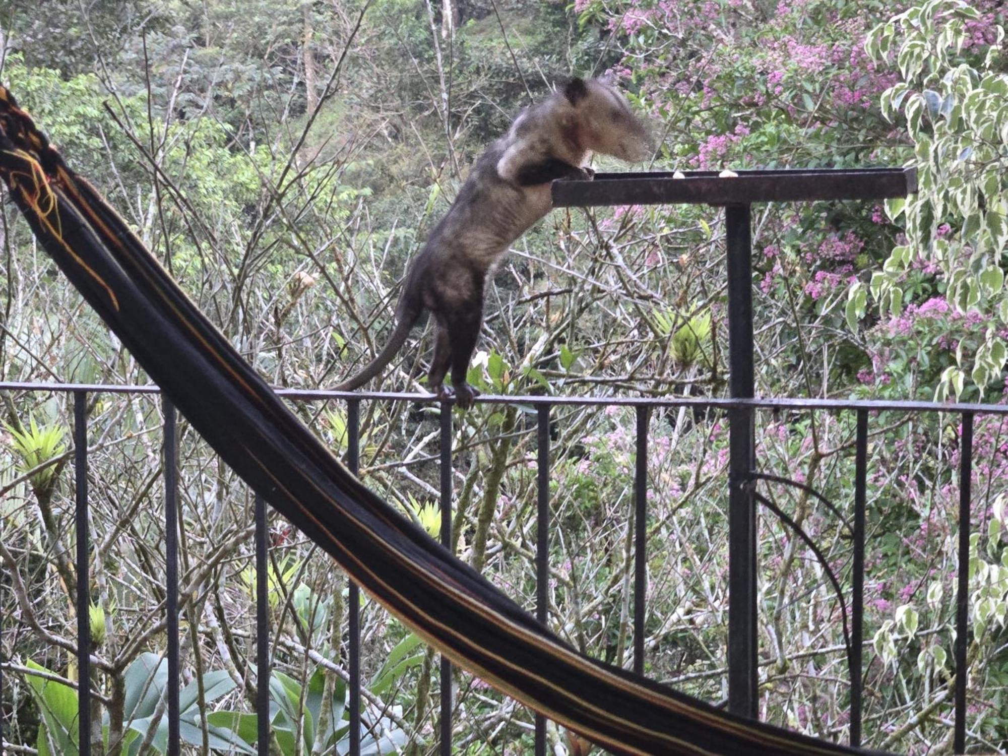 El Valle De Anton La Chachalaca Экстерьер фото