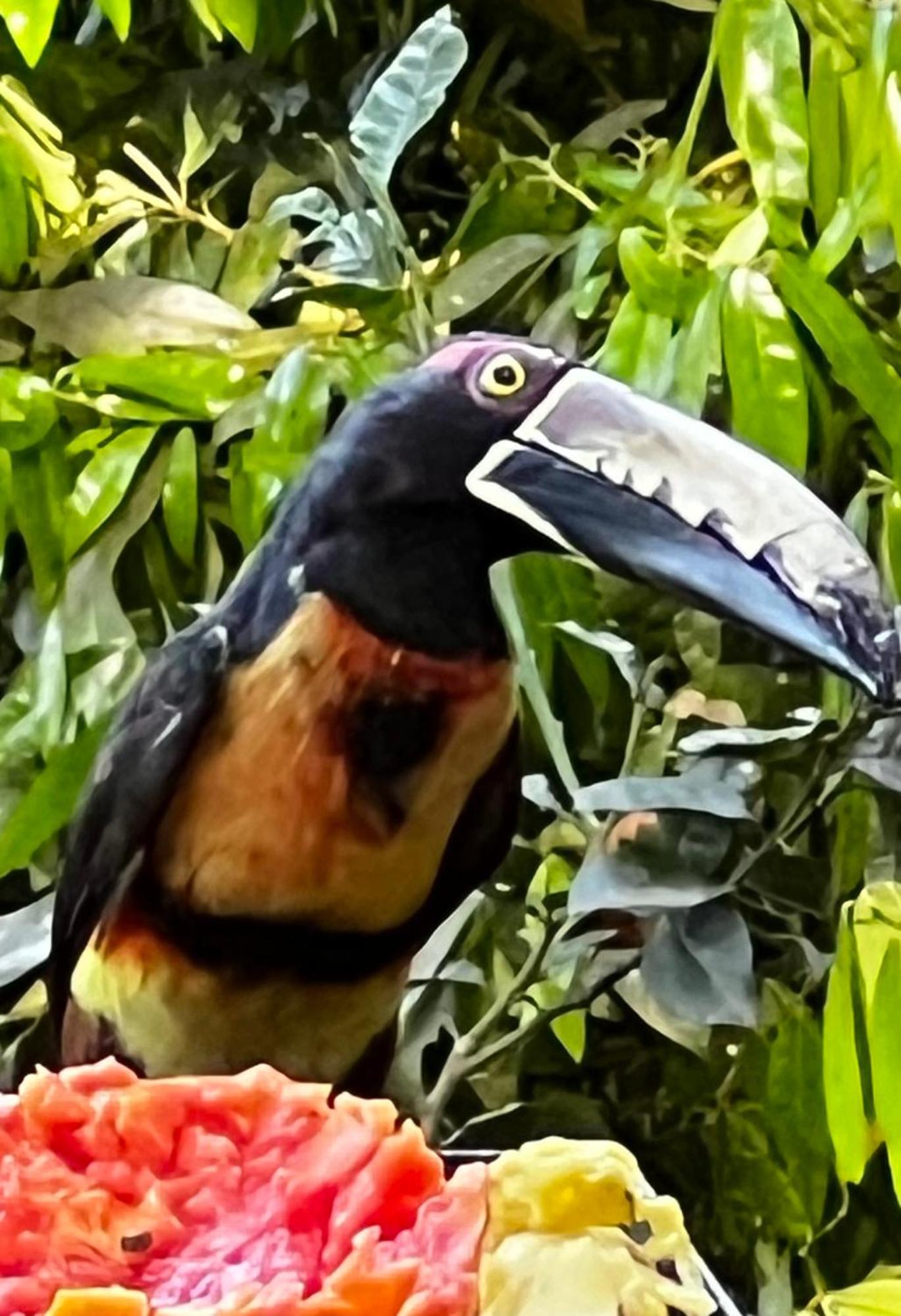 El Valle De Anton La Chachalaca Экстерьер фото