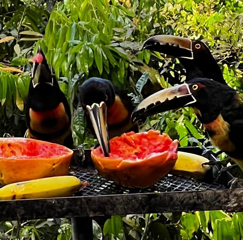El Valle De Anton La Chachalaca Экстерьер фото