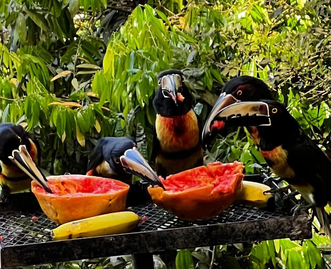 El Valle De Anton La Chachalaca Экстерьер фото