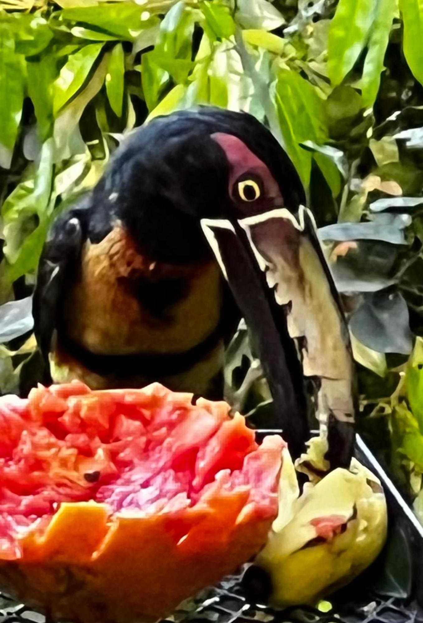 El Valle De Anton La Chachalaca Экстерьер фото