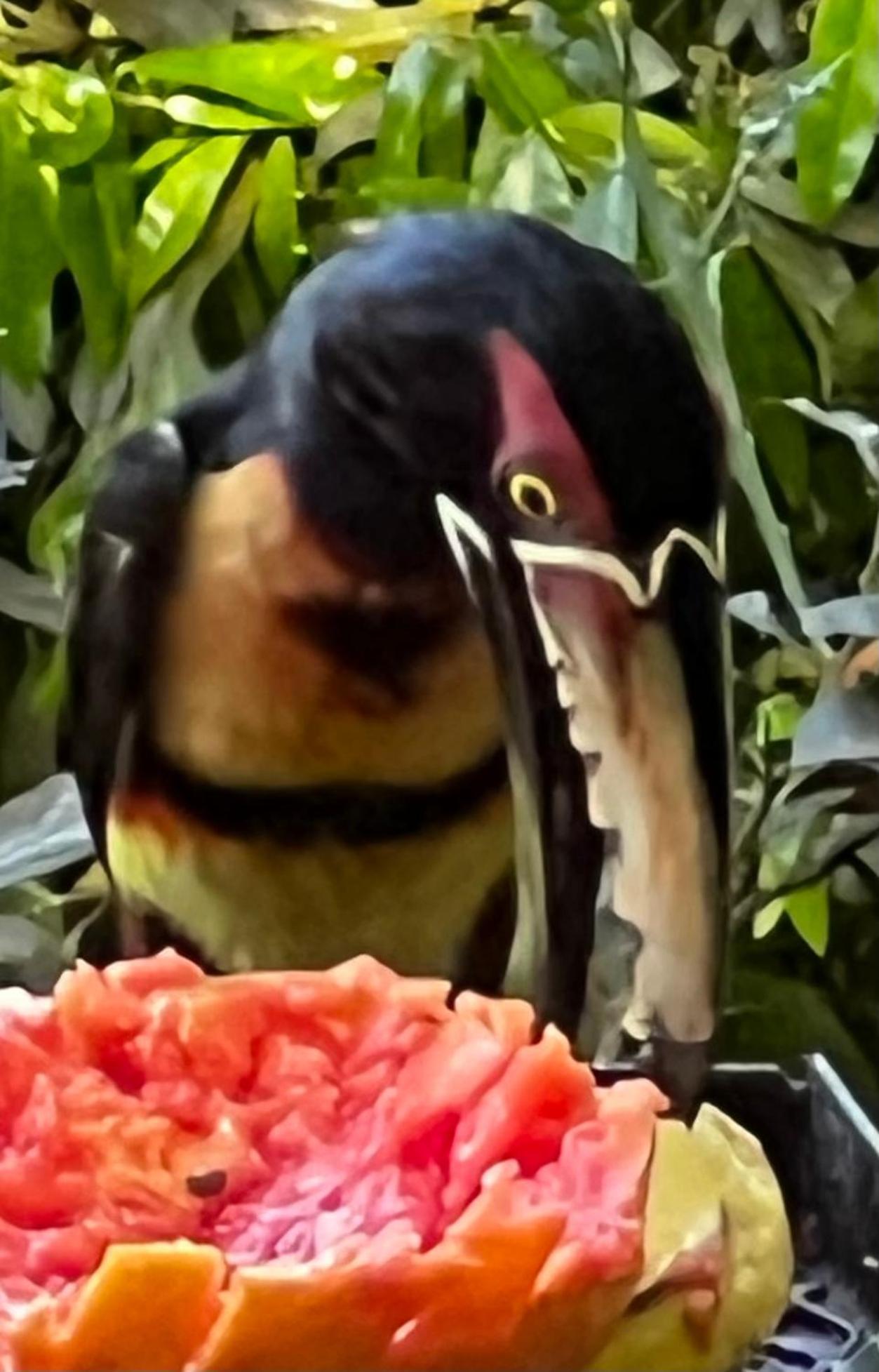 El Valle De Anton La Chachalaca Экстерьер фото